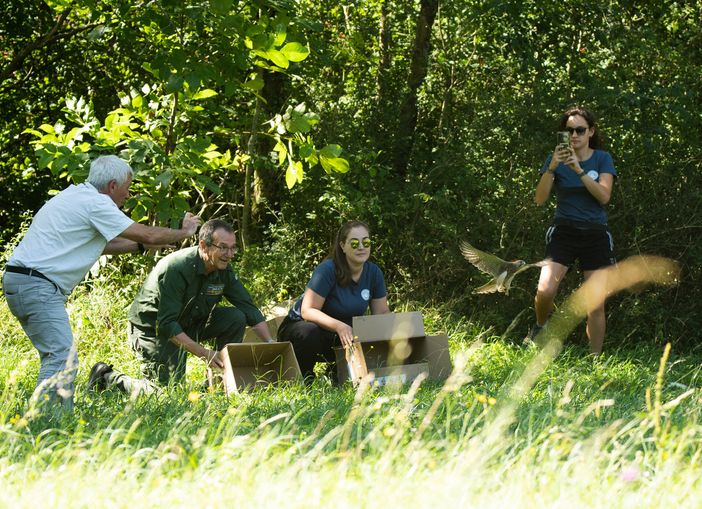 Il momento del rilascio dei gheppi al Parco Campo dei Fiori Il momento del rilascio dei gheppi al Parco Campo dei Fiori