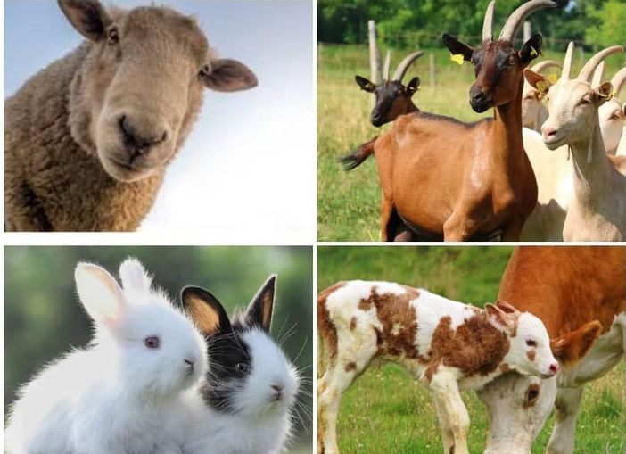 Torna AgriMornago, per rivivere atmosfera e sapori della vita in fattoria