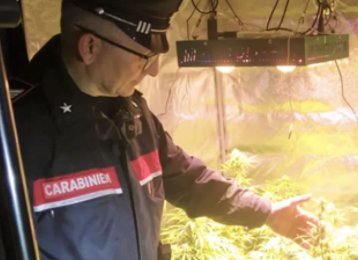Cuveglio, i carabinieri entrano in casa a caccia dei ladri e scoprono una serra di marijuana