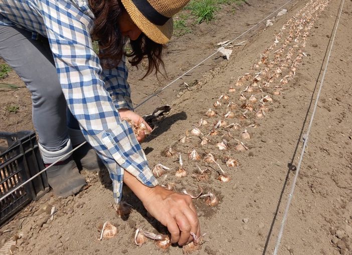 Angera terra di lago, di storia millenaria e anche di zafferano: «Coltiviamo rigorosamente a mano» Angera terra di lago, di storia millenaria e anche di zafferano: «Coltiviamo rigorosamente a mano»