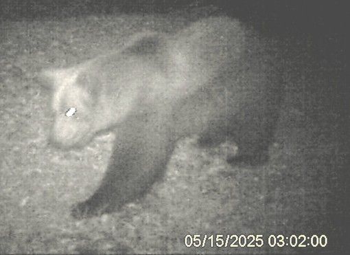 VIDEO. L’orso M29 torna in Val Grande: nuova osservazione nella zona nord del Parco