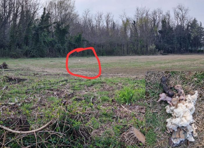 Sette maialini trovati morti nelle campagne olgiatesi Sette maialini trovati morti nelle campagne olgiatesi