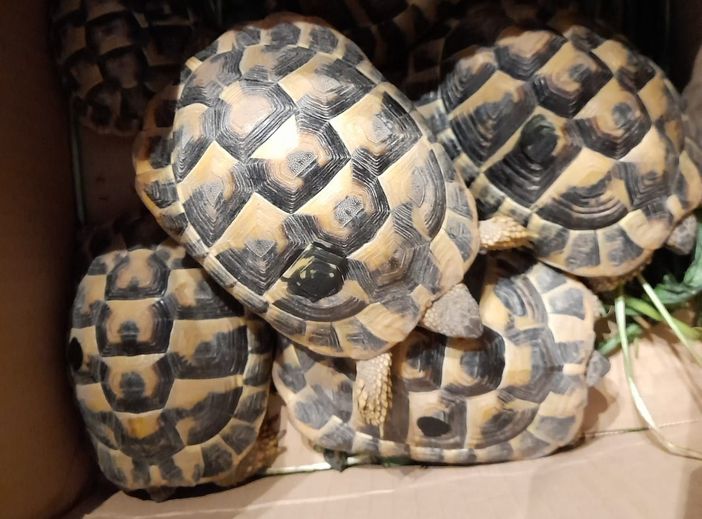 Alcune delle tartarughe abbandonate tra Busto e Castellanza Alcune delle tartarughe abbandonate tra Busto e Castellanza