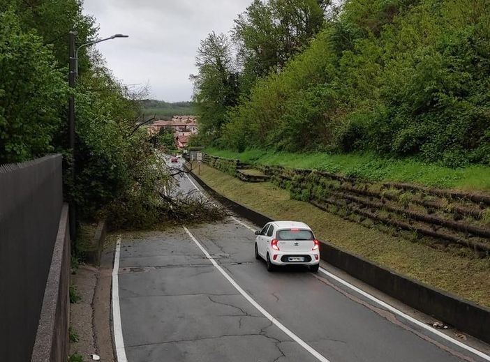 Un albero caduto in passato in via Macchio a Cavaria a causa del maltempo
