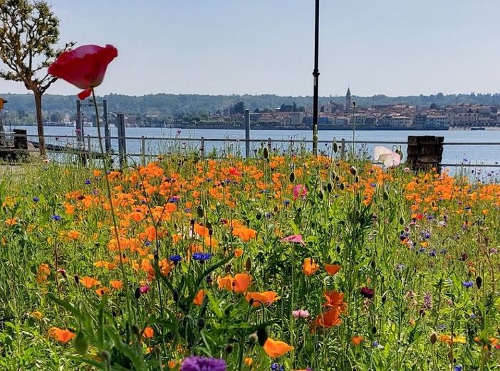 Inaugurato ad Angera il nuovo Prato Fiorito sul lungolago