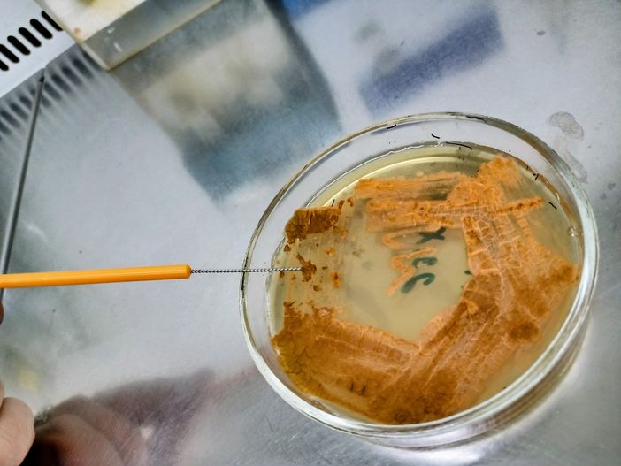 Crescita in solido del microrganismo produttore della kineomicina Crescita in solido del microrganismo produttore della kineomicina