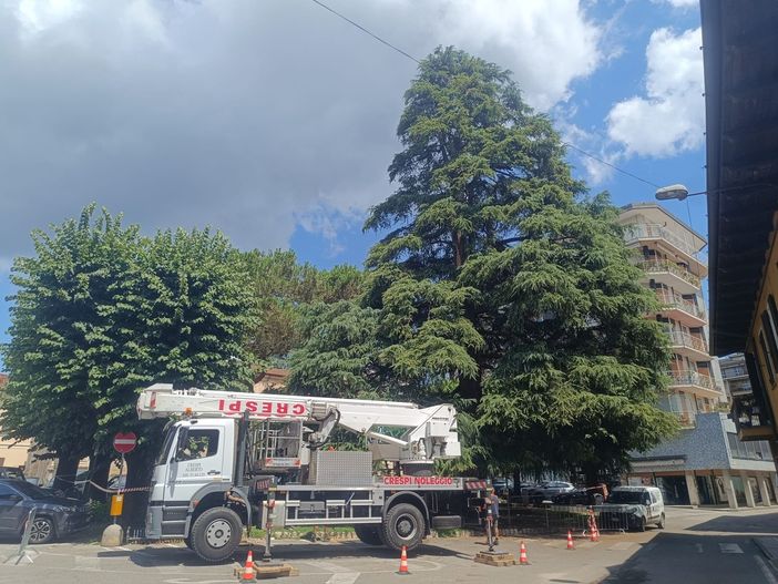 Lo storico cedro del piazzale della parrocchia di Angera colpito da un fulmine