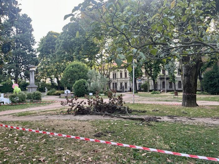 Ramo caduto nel parco di via Foscolo, ordine di rimuovere la pianta malata Ramo caduto nel parco di via Foscolo, ordine di rimuovere la pianta malata