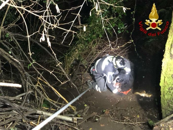 Il cane "bernese" salvato dai vigili del fuoco a Montegrino Valtravaglia stanotte