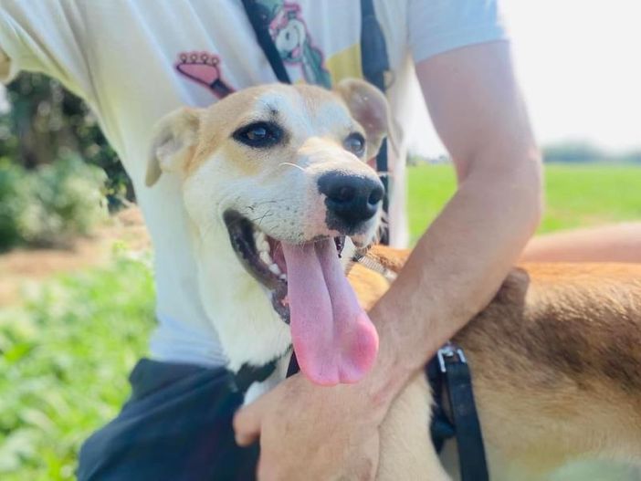 Poldino da Palermo a Busto Arsizio per trovare una famiglia