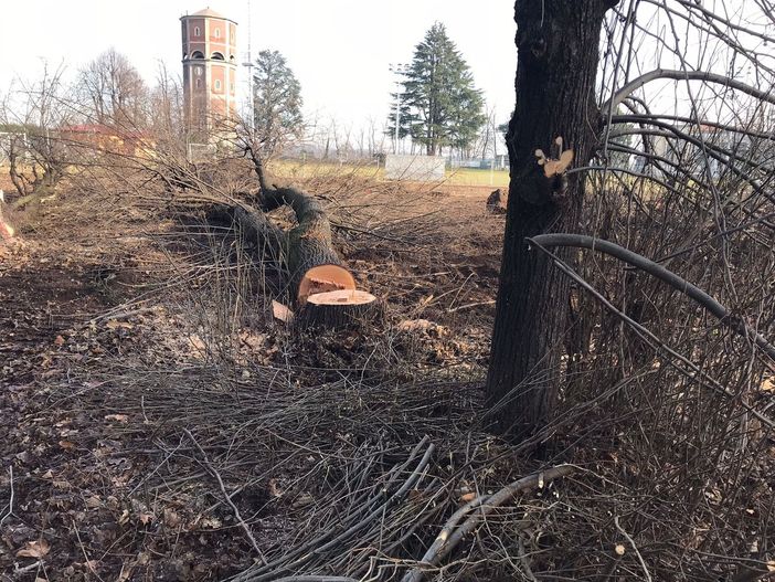 Fagnano, sei alberi ancora da abbattere al “Galfra”. «Unica scelta possibile e sicura» Fagnano, sei alberi ancora da abbattere al “Galfra”. «Unica scelta possibile e sicura»