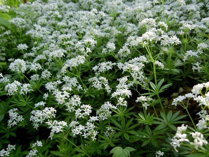 La forza e i valori degli anni Trenta nel libro di Nicoletta di Noia