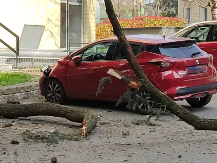 Grosso ramo cade davanti al padiglione 9 dell'ospedale di Circolo: un'auto danneggiata Grosso ramo cade davanti al padiglione 9 dell'ospedale di Circolo: un'auto danneggiata