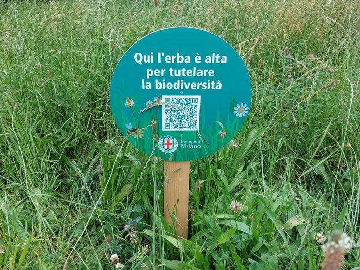Milano raddoppia le aree a sfalcio ridotto e i prati fioriti