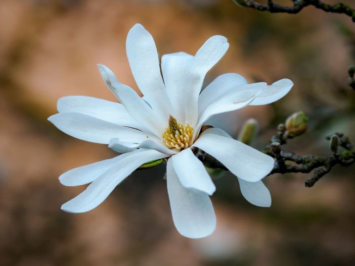 La primavera avanza (foto Gianluca Bertoni) La primavera avanza (foto Gianluca Bertoni)
