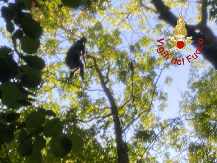 La donna intrappolata a 20 metri d'altezza su un albero (foto vigili del fuoco di Como) La donna intrappolata a 20 metri d'altezza su un albero (foto vigili del fuoco di Como)