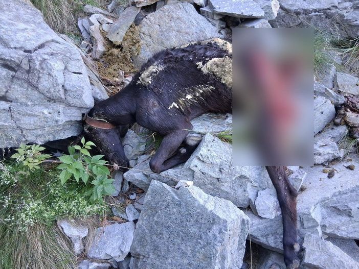 Ancora predazioni di bestiame da parte di lupi in val Vigezzo: il grido d'allarme del sindaco di Re