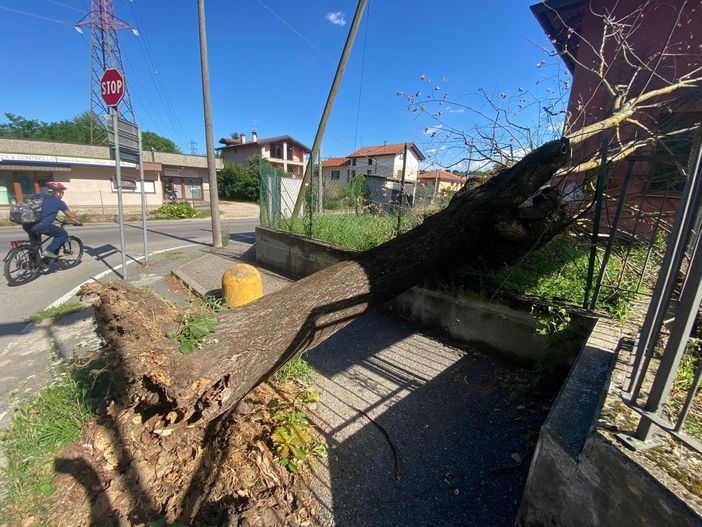 L'albero caduto in via Monte Generoso
