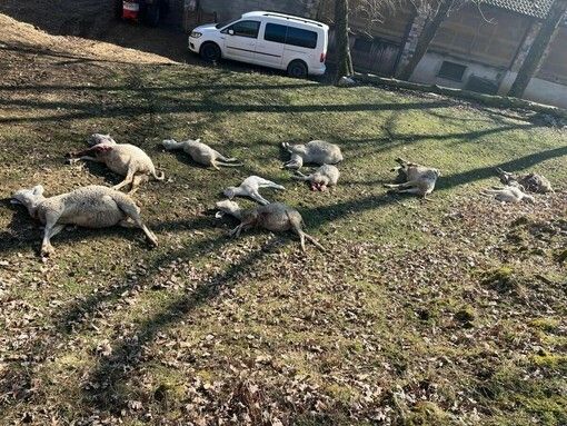 Gli ovini uccisi alla Rasa (foto Coldiretti) Gli ovini uccisi alla Rasa (foto Coldiretti)