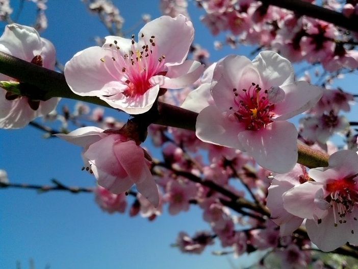 A SPASSO NEL WEEKEND. Sboccia la primavera tra la caccia alle uova a Velate, il fascino di Angera e la voglia di pedalare