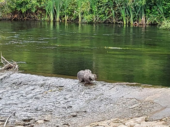 Le due nutrie sul fiume Bardello a Besozzo