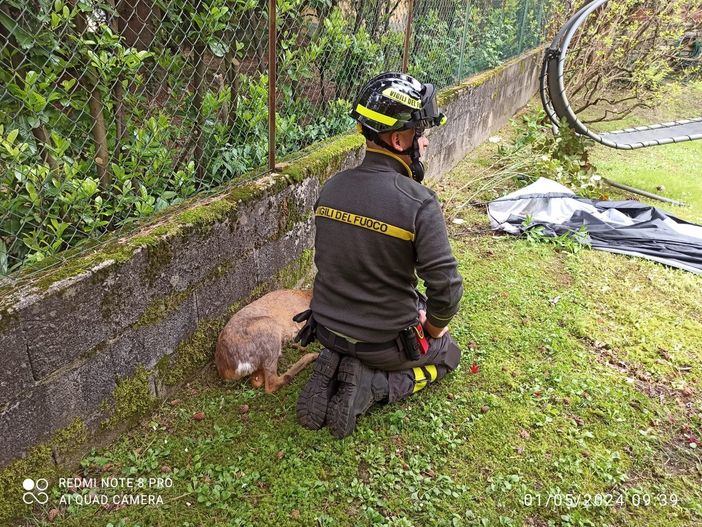FOTO. Capriolo in difficoltà in un parco di Besozzo: salvato dai vigili del fuoco