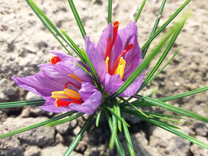 Non solo pane, vino e gioielli, ad Angera arriva la quarta De.Co per lo zafferano Non solo pane, vino e gioielli, ad Angera arriva la quarta De.Co per lo zafferano