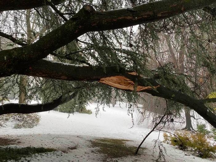 La neve ferisce i nostri alberi, Zanzi: «Tanti i danni alle piante per colpa dell'incuria»
