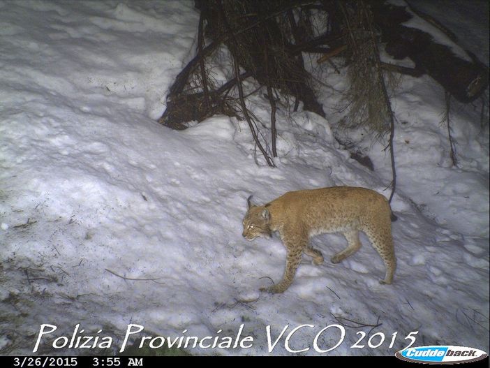 VIDEO. E' tornata la lince sui monti della val d'Ossola: un filmato "cattura" lo splendido felino