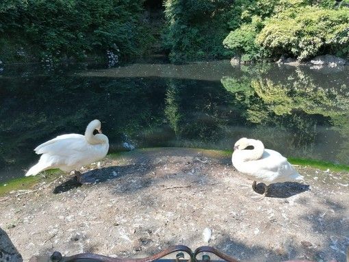 (foto archivio VareseNoi)