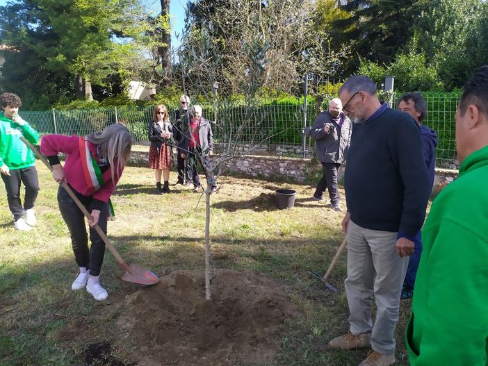 Un uliveto "sociale" a Travedona Monate