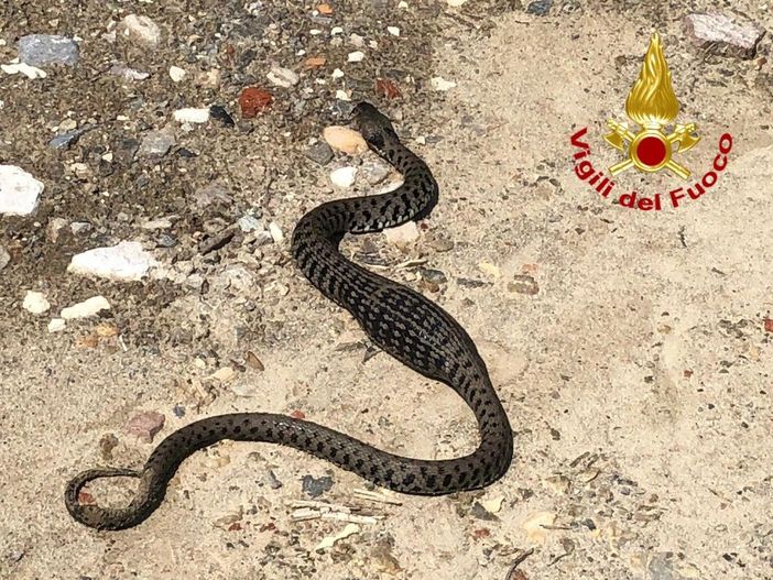 Biscia in giardino? Le guardie ecologiche spiegano cosa fare