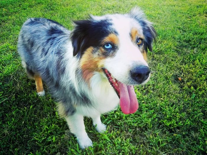 Varesino multato al parco: «Il problema sicurezza è questo ferocissimo cane»