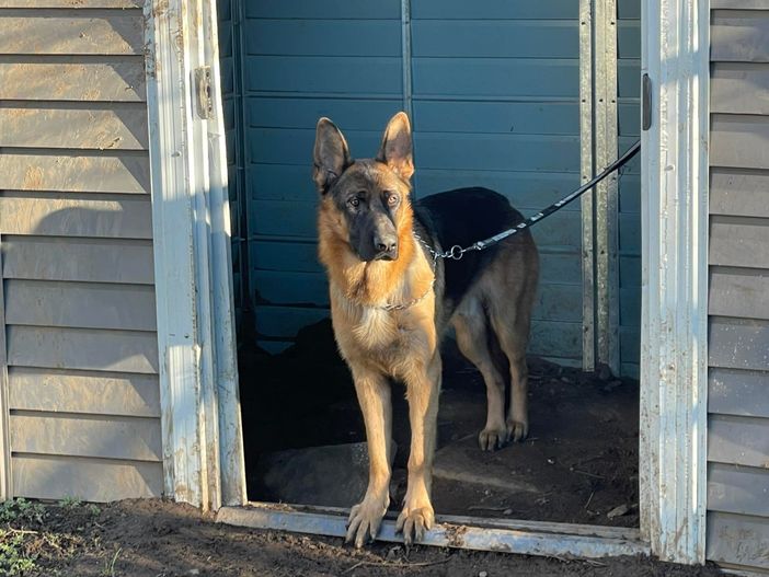 Cane legato troppo stretto: intervengono i carabinieri Cane legato troppo stretto: intervengono i carabinieri