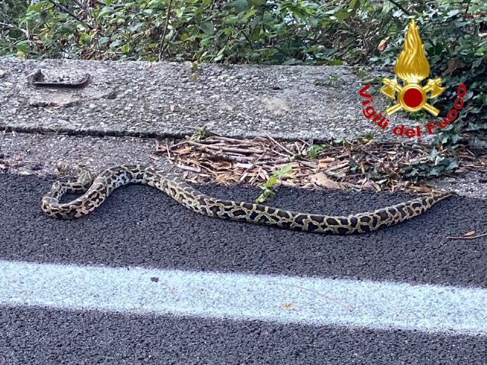 FOTO. Sulla statale 394 viaggia un... pitone. A Maccagno arrivano i vigili del fuoco