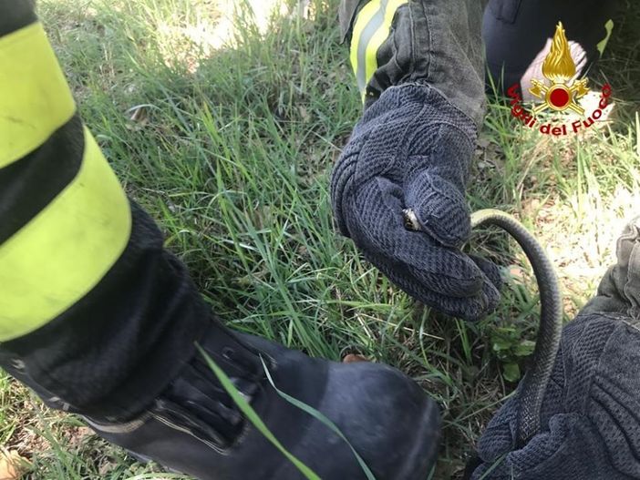 Trovano un serpente in casa: a Cocquio arrivano i vigili del fuoco Trovano un serpente in casa: a Cocquio arrivano i vigili del fuoco