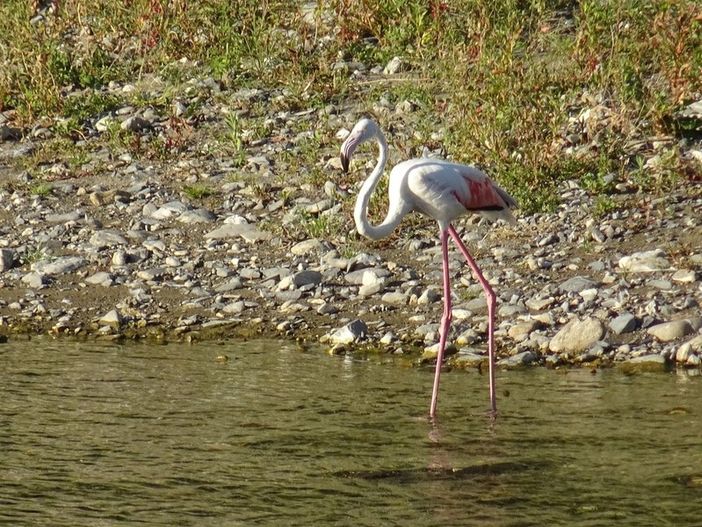 Straordinario avvistamento in Liguria: un fenicottero rosa nel torrente Impero (foto)