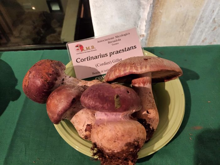 Funghi, che passione a Cassano Magnago. Consigli utili per una ricerca consapevole