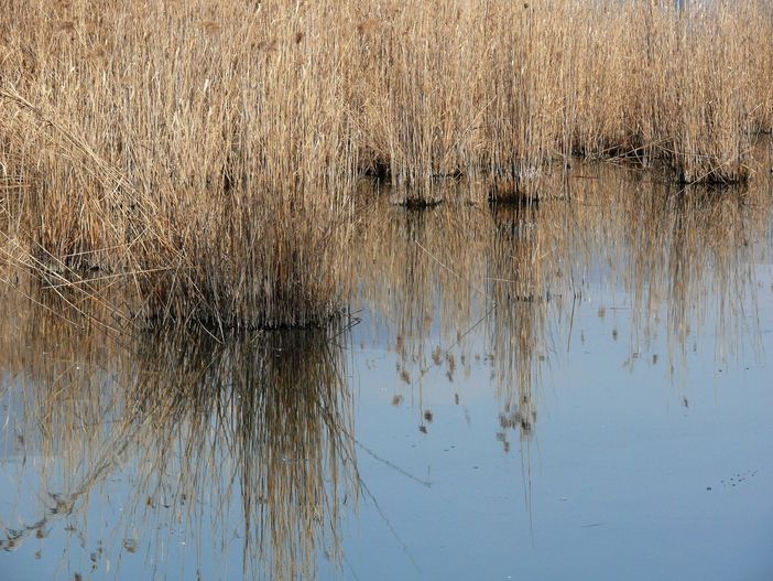 Nella foto di apertura e in quelle della gallery scattate da Mario Chiodetti la situazione di secca a Biandronno sul lago di Varese