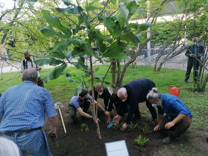 Questa magnolia ai Giardini custodirà per sempre la memoria di Ave Corvi