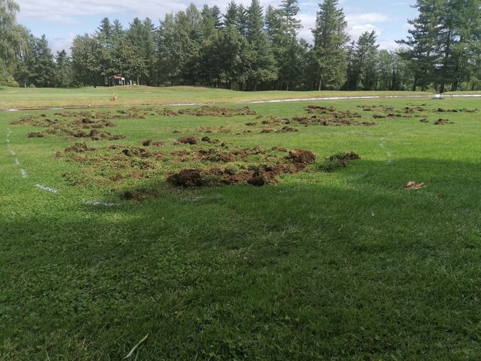 Cinghiali e selvatici, ancora danni nel Varesotto: «Specie fuori controllo che crescono esponenzialmente»