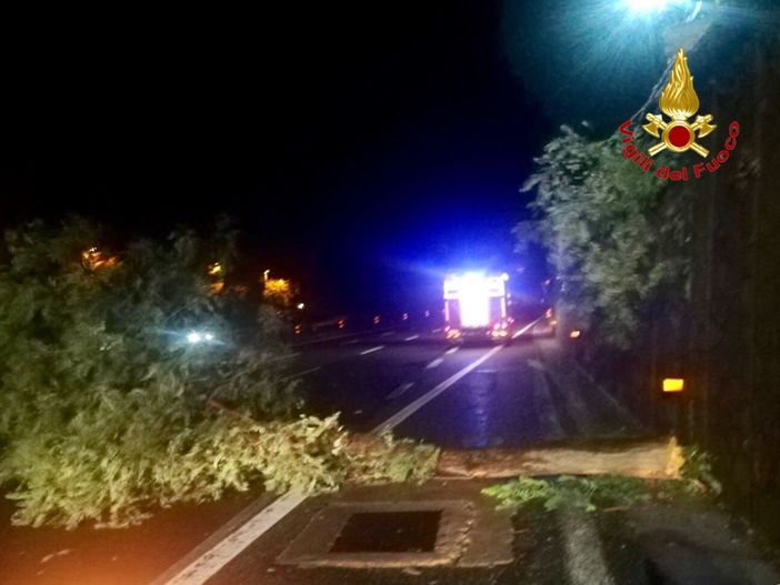 FOTO. Ancora vento forte: trenta interventi dei vigili del fuoco per piante cadute e allagamenti FOTO. Ancora vento forte: trenta interventi dei vigili del fuoco per piante cadute e allagamenti