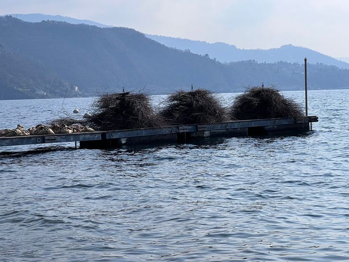 Le fascine che verranno posate domenica sul lago Maggiore per agevolare la riproduzione del pesce persico reale