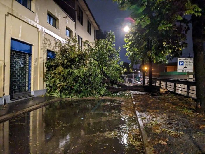 Un albero caduto in via Maestri del Lavoro nella foto scattata dalla redazione de Ilsaronno