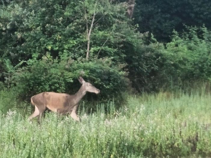 VIDEO. Senza perdere la meraviglia: gli incontri che la Valle Olona sa sussurrare alle prime luci del giorno VIDEO. Senza perdere la meraviglia: gli incontri che la Valle Olona sa sussurrare alle prime luci del giorno
