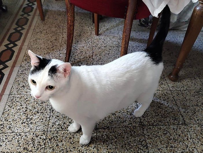 Luigi, 7 anni, cerca casa - Foto dal gruppo Fb Gallarate è... Luigi, 7 anni, cerca casa - Foto dal gruppo Fb Gallarate è...