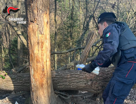 Blitz dei carabinieri contro lo spaccio di droga nei boschi di Tradate, Venegono Superiore e Castelseprio Blitz dei carabinieri contro lo spaccio di droga nei boschi di Tradate, Venegono Superiore e Castelseprio
