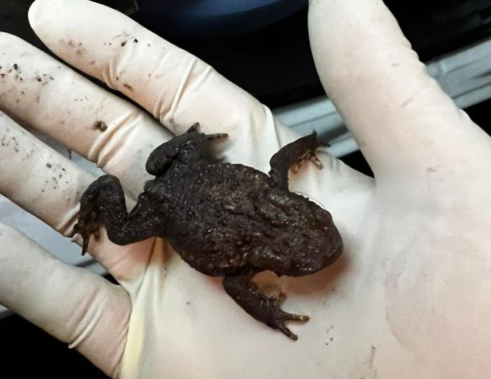 Partita in Comunità montana Valli del Verbano la campagna "Sos Anfibi": nel 2024 salvati 4mila tra rospi, rane, raganelle e salamandre