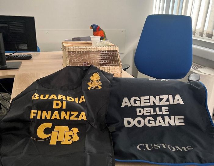 Alla frontiera con un pappagallo "proibito": svizzero denunciato dalla Finanza