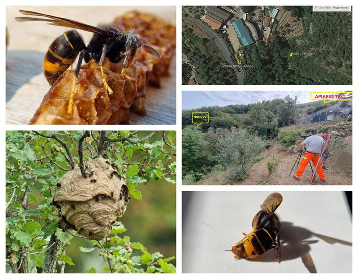 Vespa velutina, testato con efficacia il metodo per contrastarla Vespa velutina, testato con efficacia il metodo per contrastarla